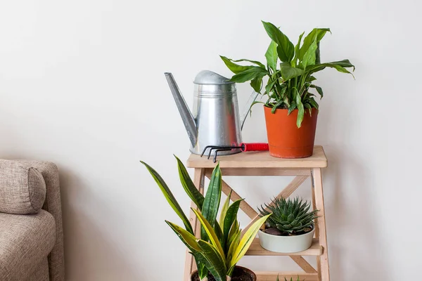 自宅の緑の植物散水缶付きの鍋にSpathiphyllum 家の植物の概念 コピースペース 高品質の写真 — ストック写真