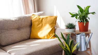 Ev yeşili bir saksıda Spathiphyllum ve bir su bidonu. Ev bitkileri kavramı. Uzayı kopyala Yüksek kalite fotoğraf