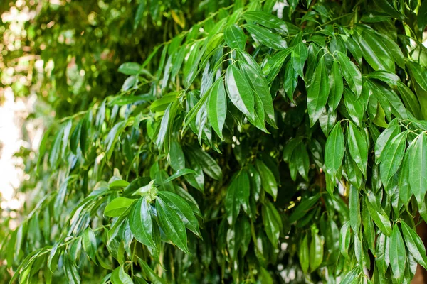 Bay leaf Bush. Green juicy Bay leaves. High quality photo