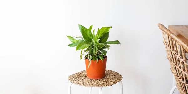 Home Groene Plant Spathiphyllum Een Pot Met Gieter Het Concept — Stockfoto