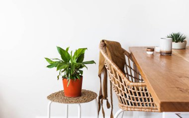 Ev yeşili bir saksıda Spathiphyllum ve bir su bidonu. Ev bitkileri kavramı. Uzayı kopyala Yüksek kalite fotoğraf