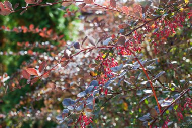 Barberry Bush ve güneşte kırmızı böğürtlen. Yüksek kalite fotoğraf