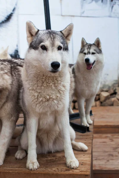 Schlittenhund Husky Sitzt Umgeben Von Anderen Hunden Husky Park Hochwertiges — Stockfoto