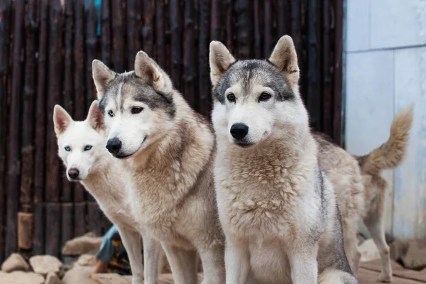 Sled Dog Husky Zit Omringd Door Andere Honden Husky Park — Stockfoto