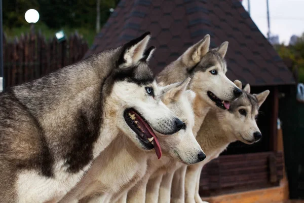 Sanie Pies Husky Siedzi Otoczony Przez Inne Psy Park Husky — Zdjęcie stockowe