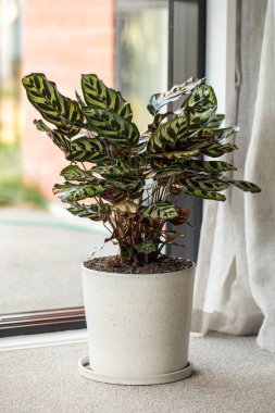 Calathea makoyana modern ev dekorasyonu için güneşli pencerenin yanında kapalı bir saksı bitkisi. Ev bitkileriyle ilgilenme kavramı