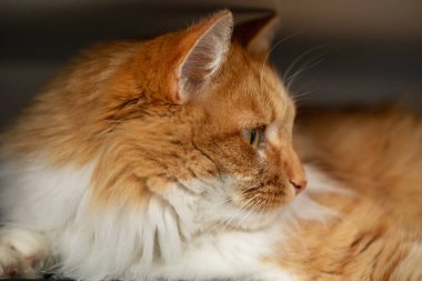 Sıcak bir ev ortamında, bir rafta dinlenen kızıl kedi. Evcil hayvanlar