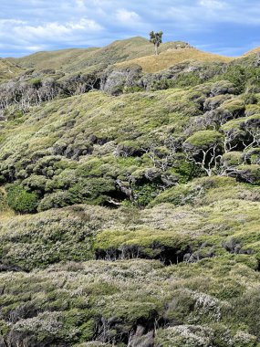 Mavi gökyüzünün altında yemyeşil tepeler ve kıyı bitkileri. Doğa