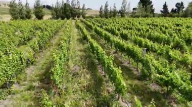 Yeşil üzüm bağları manzarası, asmalar arasında lüks bir yolculuk. Yeni Zelanda.