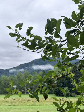 Doğa meraklıları ve duvar sanatı için bulutlu bir günde yemyeşil yapraklı sakin dağ manzarası