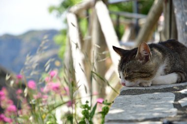 Çiçeklerdeki huzur içinde uyuyan kedi.