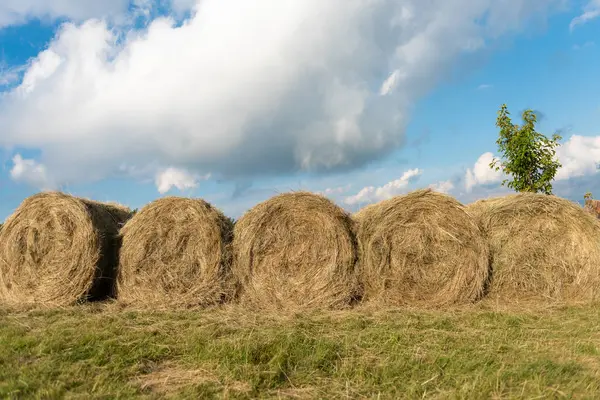 Güzel bir gökyüzü altında dizilmiş saman balya