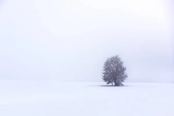 Albero Solo Nella Neve Nebbia Minimalismo — Foto Stock