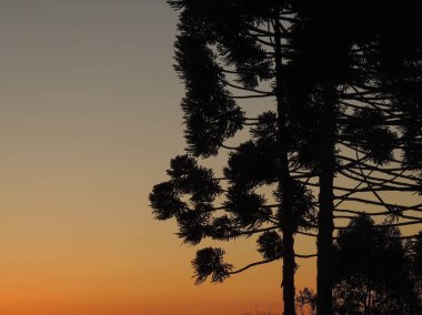 Gün batımında ağaçların silueti