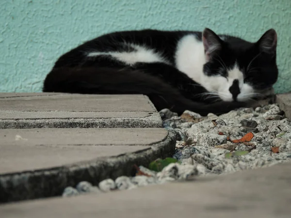 Kedi yerde uyuyor.