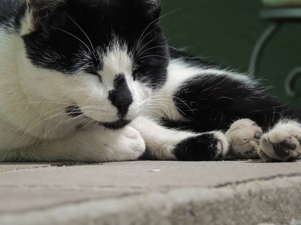 Kot Śpi Portret Zbliżenie Szczegół — Zdjęcie stockowe