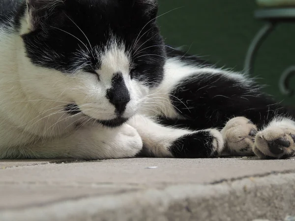 Kedi uyku portresi yakın plan detayı
