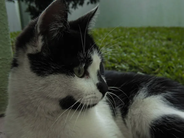 Etrafa bakan kedi yüzlü.