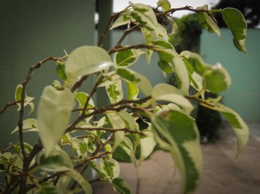 bir bitkinin yeşil yaprakları