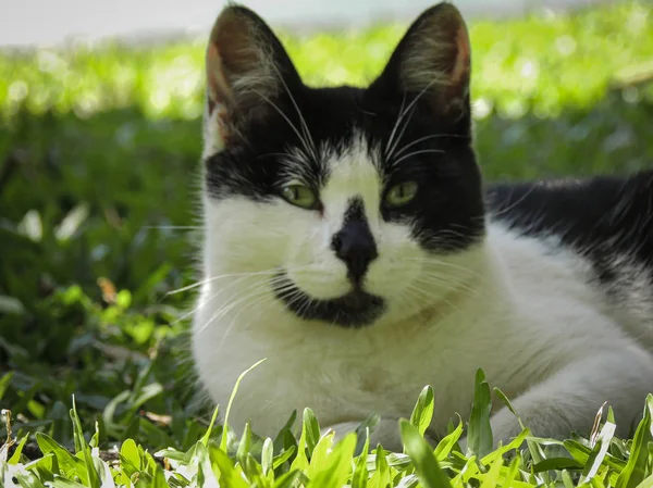 Çimlerin üzerinde kedi portresi
