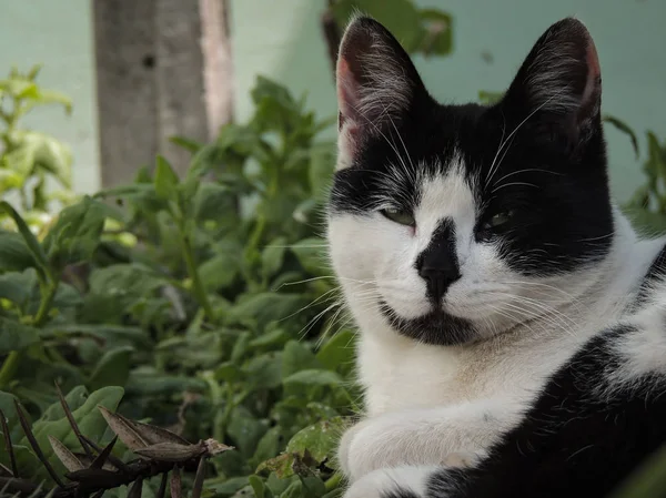 Yeşil bitkilere karşı kedi portresi