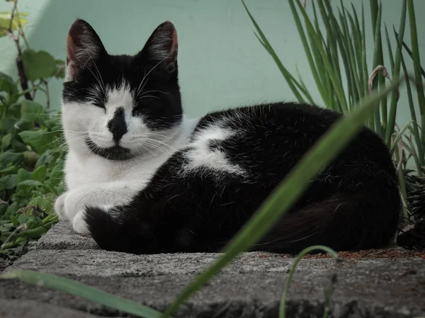 Siyah beyaz kedi yerde.