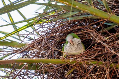 Arjantin papağanı (Myiopsitta monachus) kafasını yuvaya sokuyor
