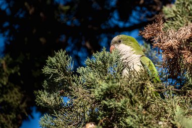 Arjantin papağanı (Myiopsitta monachus) bir ağaç dalına tünemiştir..