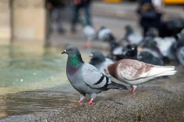 Vanlig Duva Columba Livia Staden — Stockfoto