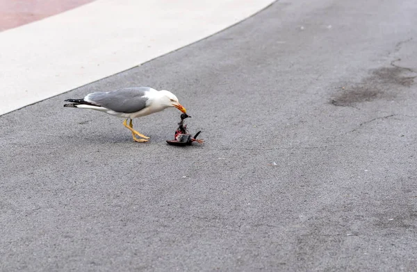 Mouette Laridae Mangeant Pigeon Mort Dans Une Rue Ville — Photo