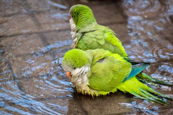 Birkaç Arjantinli papağan (Myiopsitta monachus) bir su birikintisinde yıkanır..