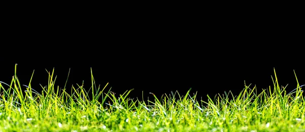 Green Grass Panorama Isolated Black Background — Stock Photo, Image