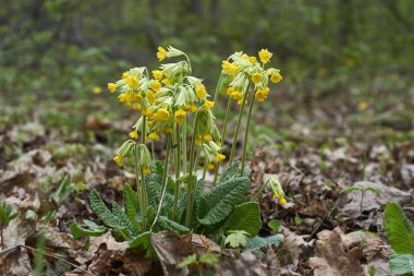 Küçük sarı çiçekler marul Primula Veris.                               