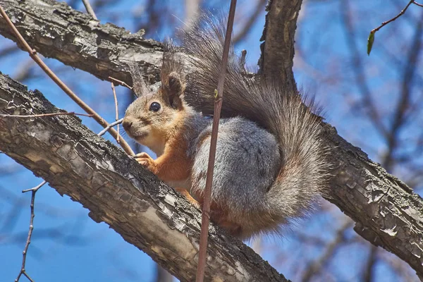 Eichhörnchen Auf Nahrungssuche Herbstwald — Stockfoto