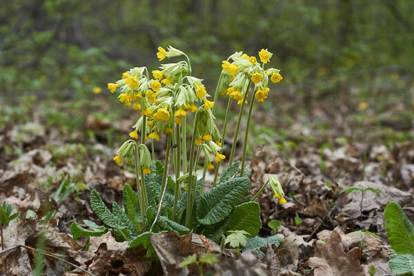 Желтый салат Primula Veris
.                               