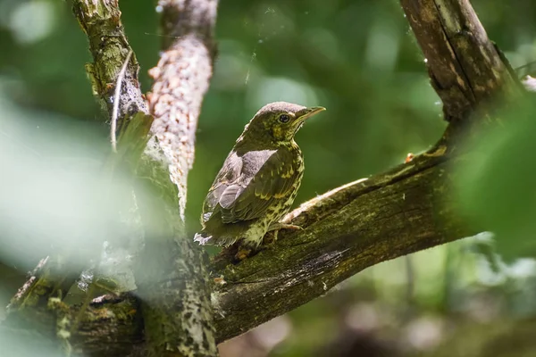 Bruant Oiseaux Naissants Sur Sentier Forestier — Photo