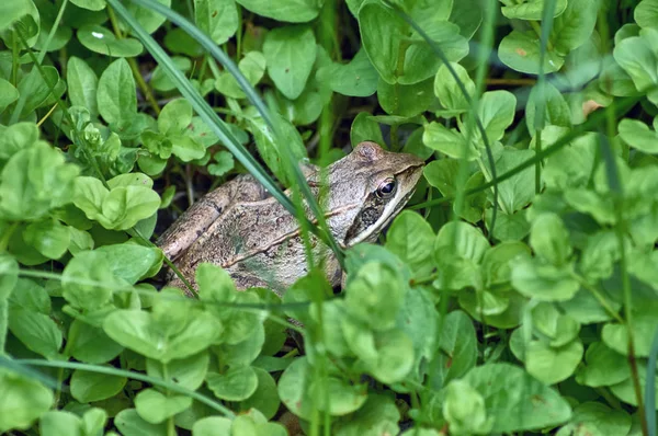 Żaba Ukrył Się Trawie Leśnej Polanie — Zdjęcie stockowe