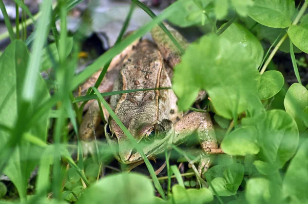 Rana Nascose Nell Erba Una Radura Della Foresta — Foto Stock