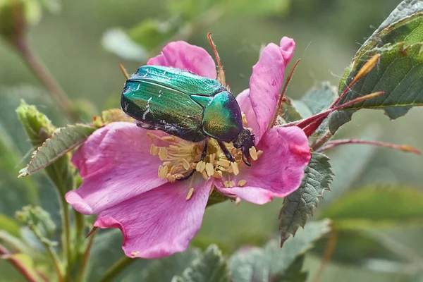 Beetle Eats Pollen Wild Rose Flower — Stock Photo, Image