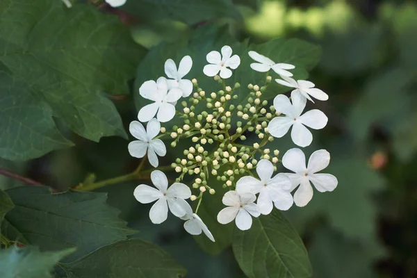 Bílé Květy Ovoce Bush Kalina — Stock fotografie