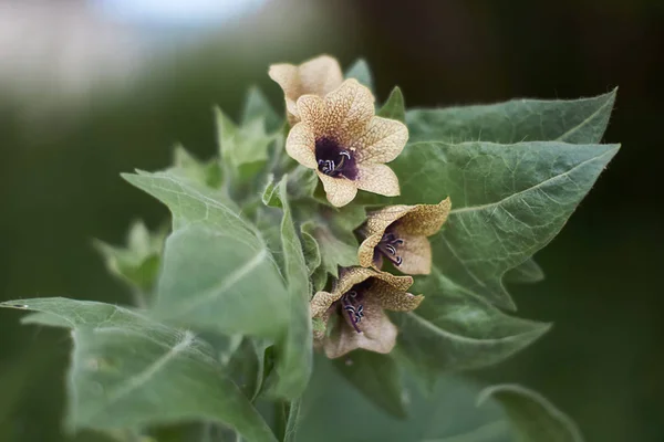 Bosque Brillan Flores Venenosas Henbane Imagen de archivo