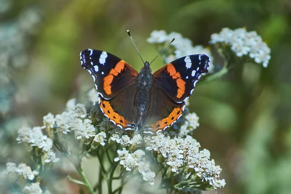 Admiral butterfly on a flower. 1. — Stock Photo, Image