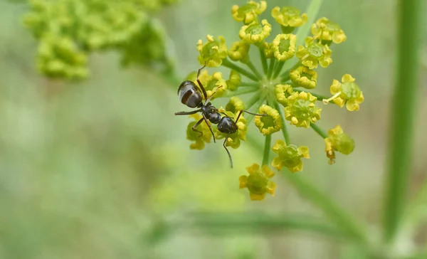 Ants eat the sweet pollen. — Stock Photo, Image