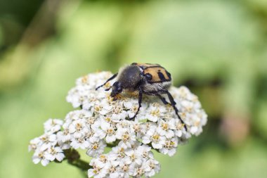 Beyaz bir çiçek üzerinde küçük böcek.   
