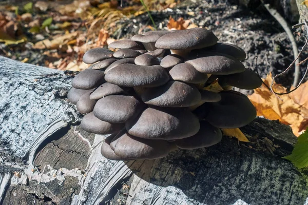 Família de cogumelos de ostra em um vidoeiro . — Fotografia de Stock