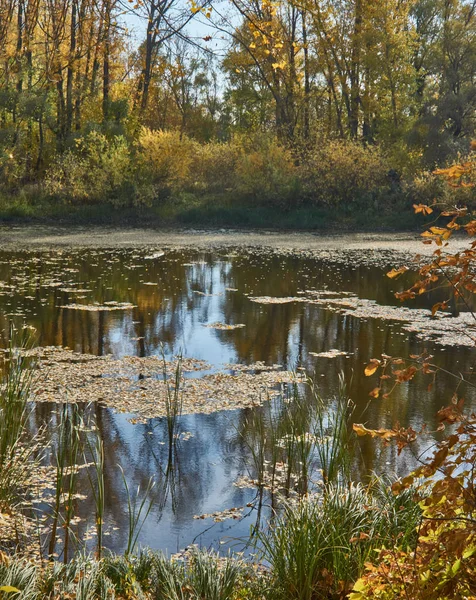 Vista do lago da floresta com a floresta de outono . — Fotografia de Stock