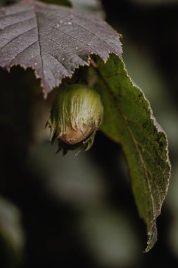 yeşil yaprakları arasında fındık