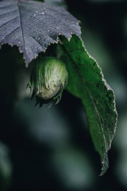 yeşil yaprakları arasında fındık