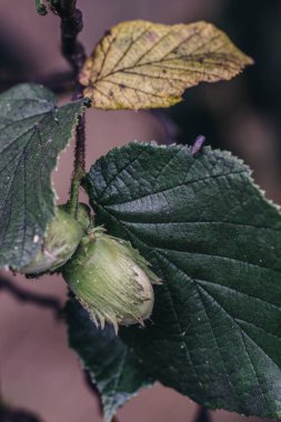 yeşil yaprakları arasında fındık