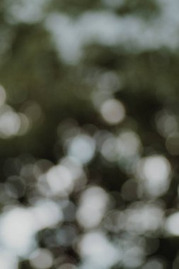 Yeşil Doğal arka plan, bokeh